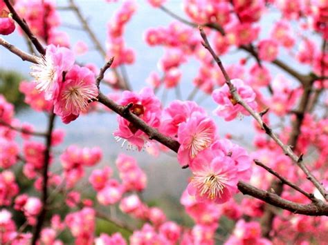 Chinese city known as the 'City of Flowers' .